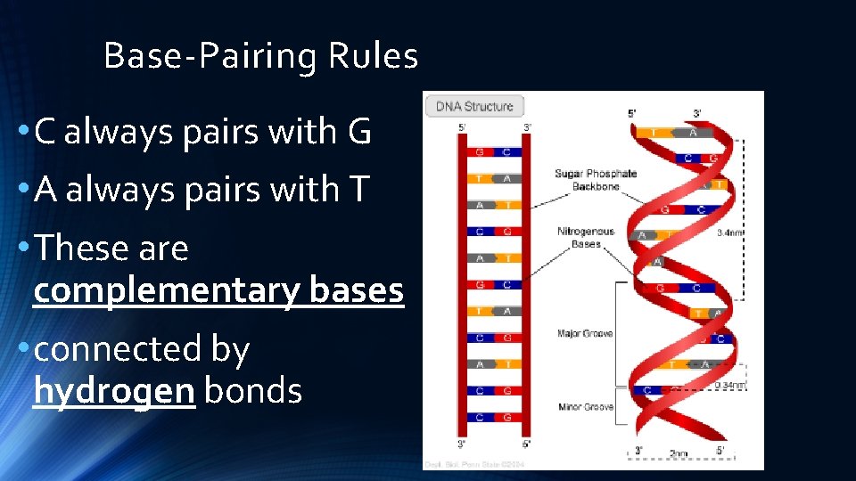 Base-Pairing Rules • C always pairs with G • A always pairs with T