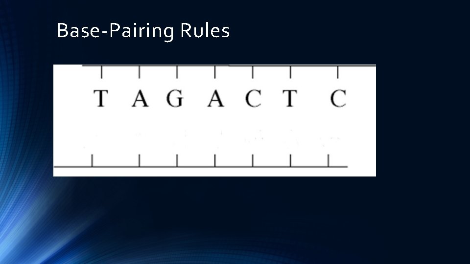 Base-Pairing Rules 