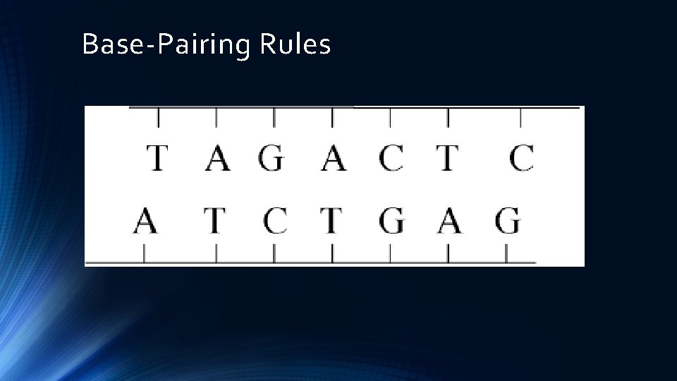 Base-Pairing Rules 