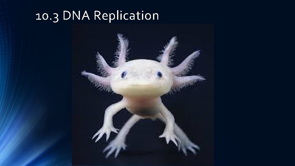 10. 3 DNA Replication 