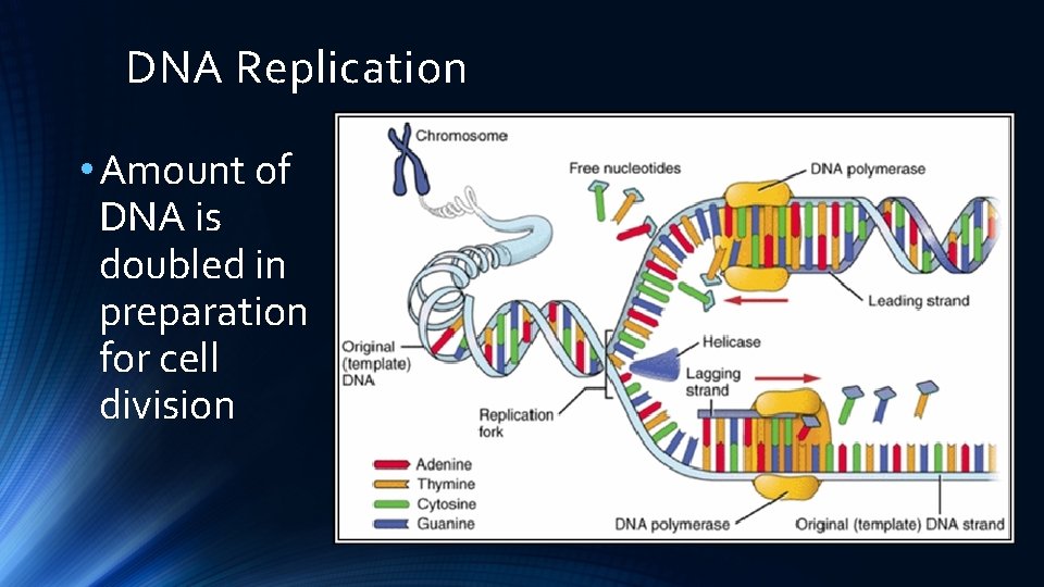 DNA Replication • Amount of DNA is doubled in preparation for cell division 