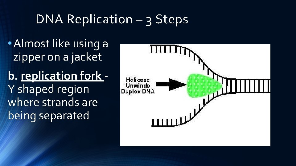 DNA Replication – 3 Steps • Almost like using a zipper on a jacket