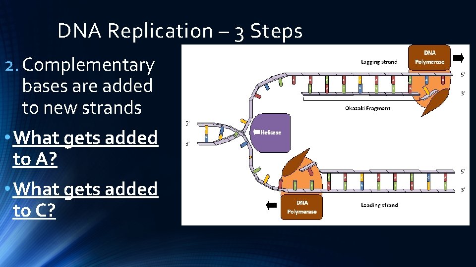 DNA Replication – 3 Steps 2. Complementary bases are added to new strands •