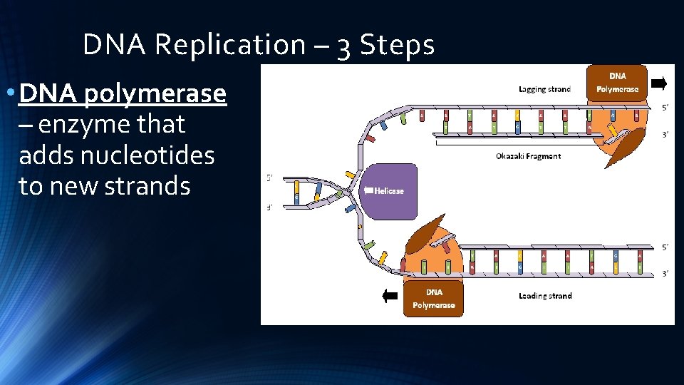 DNA Replication – 3 Steps • DNA polymerase – enzyme that adds nucleotides to