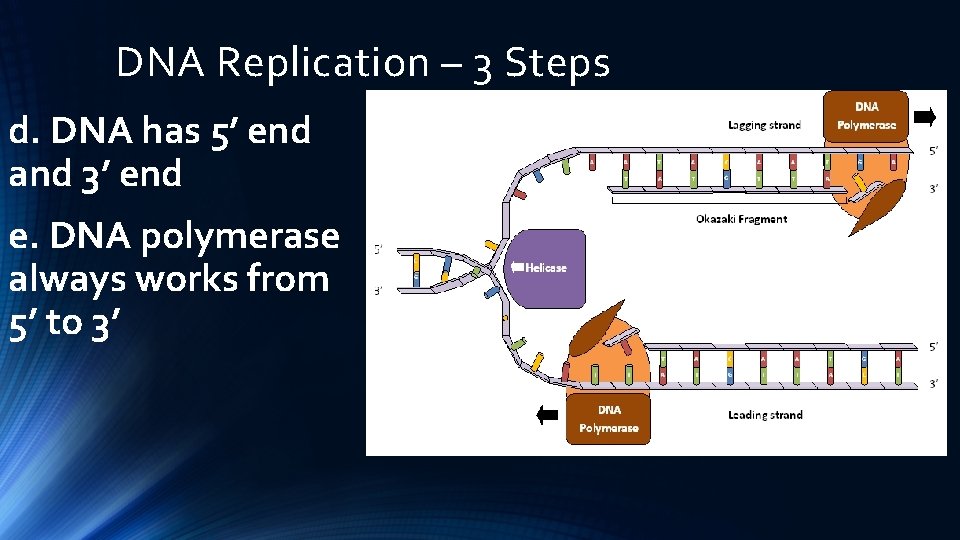 DNA Replication – 3 Steps d. DNA has 5’ end and 3’ end e.