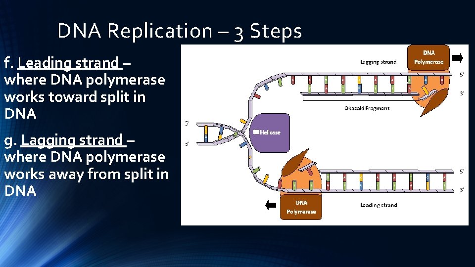 DNA Replication – 3 Steps f. Leading strand – where DNA polymerase works toward