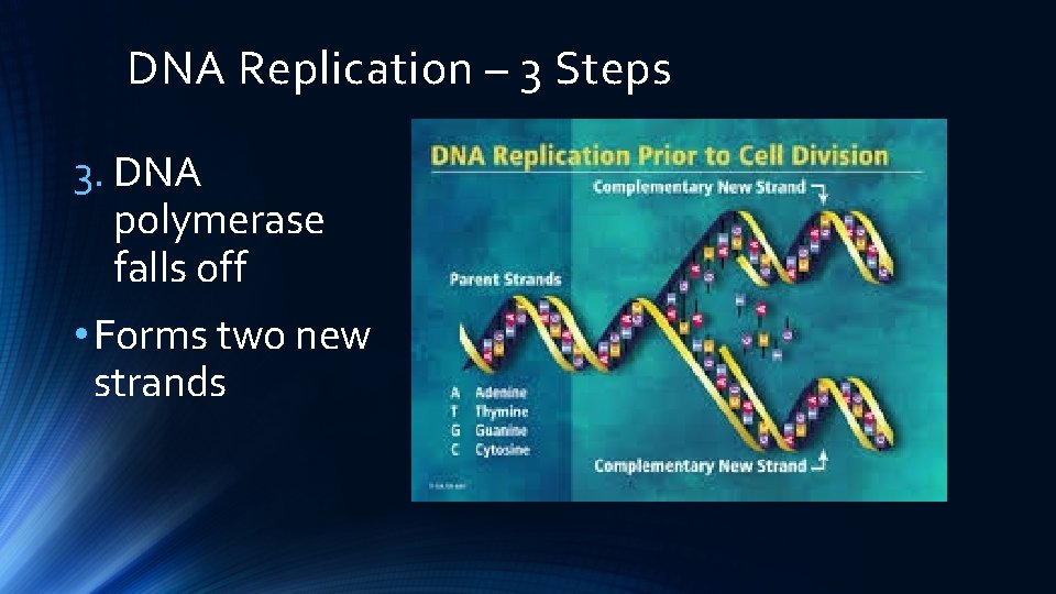 DNA Replication – 3 Steps 3. DNA polymerase falls off • Forms two new