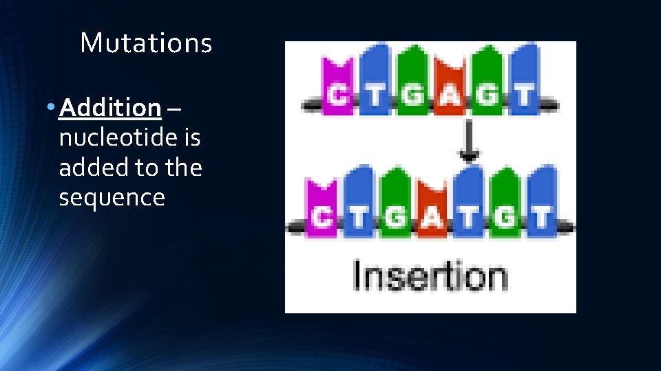 Mutations • Addition – nucleotide is added to the sequence 