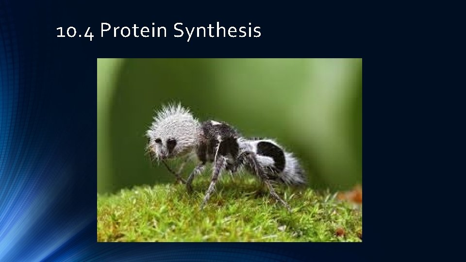 10. 4 Protein Synthesis 