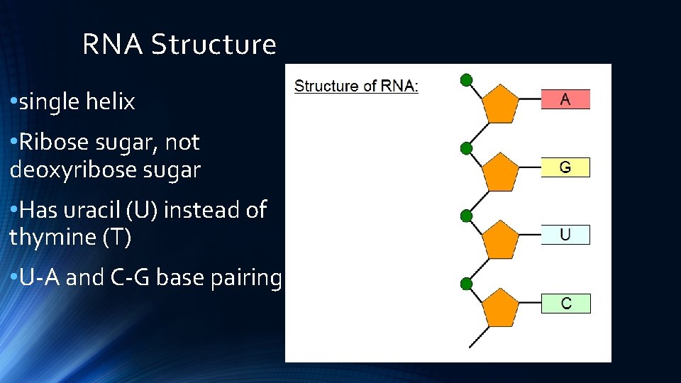 RNA Structure • single helix • Ribose sugar, not deoxyribose sugar • Has uracil