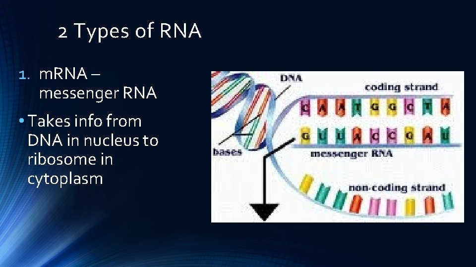 2 Types of RNA 1. m. RNA – messenger RNA • Takes info from