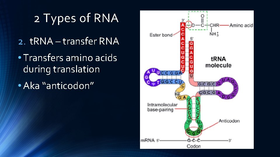 2 Types of RNA 2. t. RNA – transfer RNA • Transfers amino acids