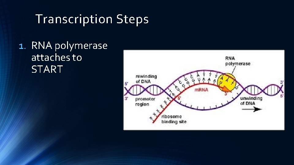 Transcription Steps 1. RNA polymerase attaches to START 
