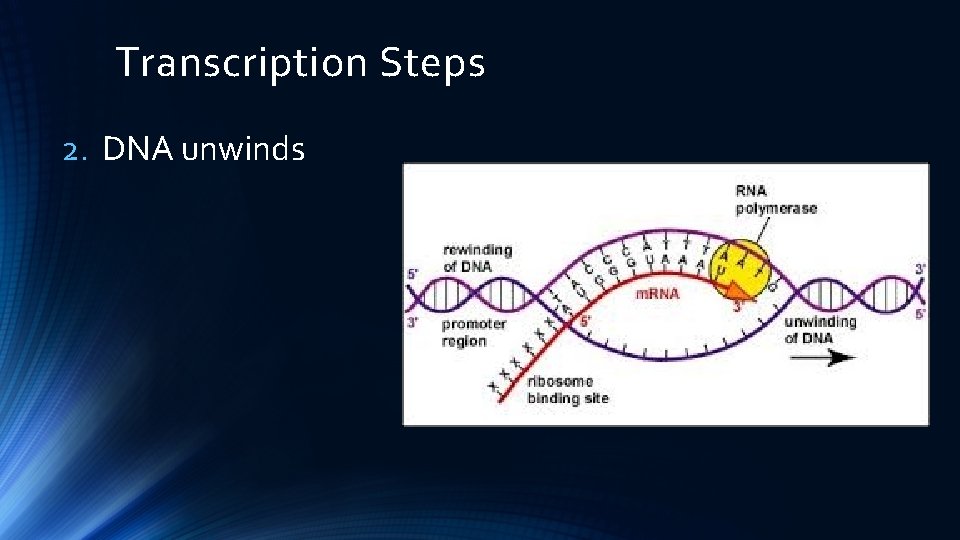 Transcription Steps 2. DNA unwinds 