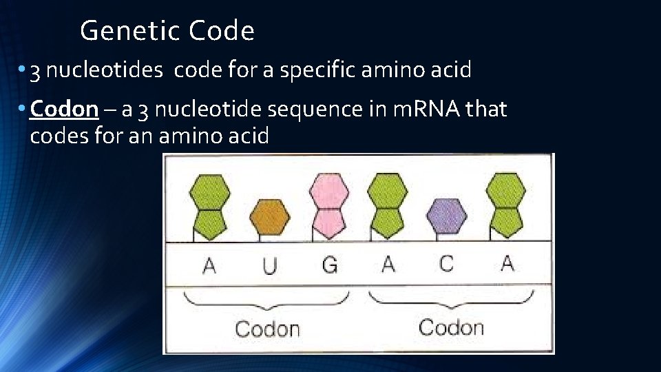 Genetic Code • 3 nucleotides code for a specific amino acid • Codon –