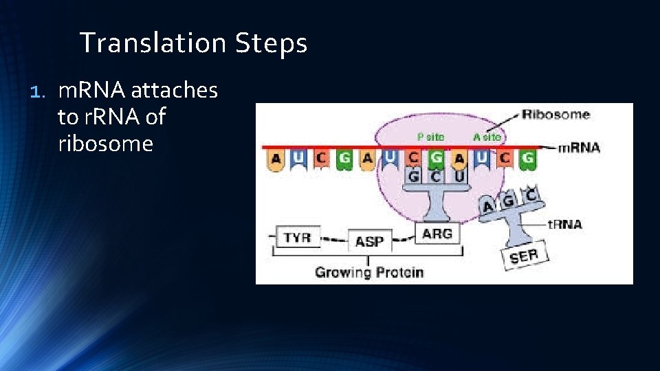 Translation Steps 1. m. RNA attaches to r. RNA of ribosome 
