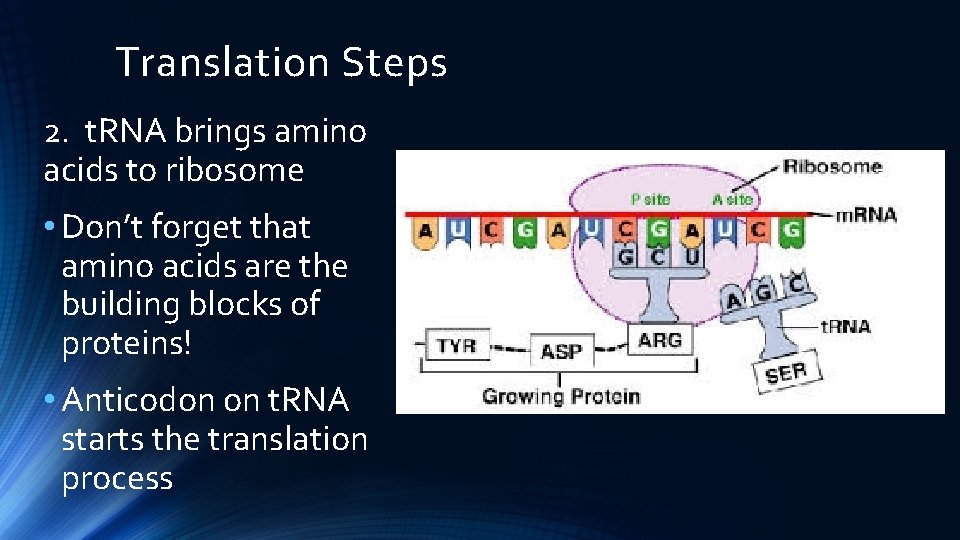 Translation Steps 2. t. RNA brings amino acids to ribosome • Don’t forget that