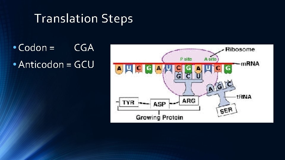 Translation Steps • Codon = CGA • Anticodon = GCU 