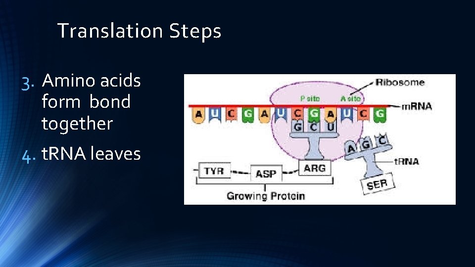Translation Steps 3. Amino acids form bond together 4. t. RNA leaves 