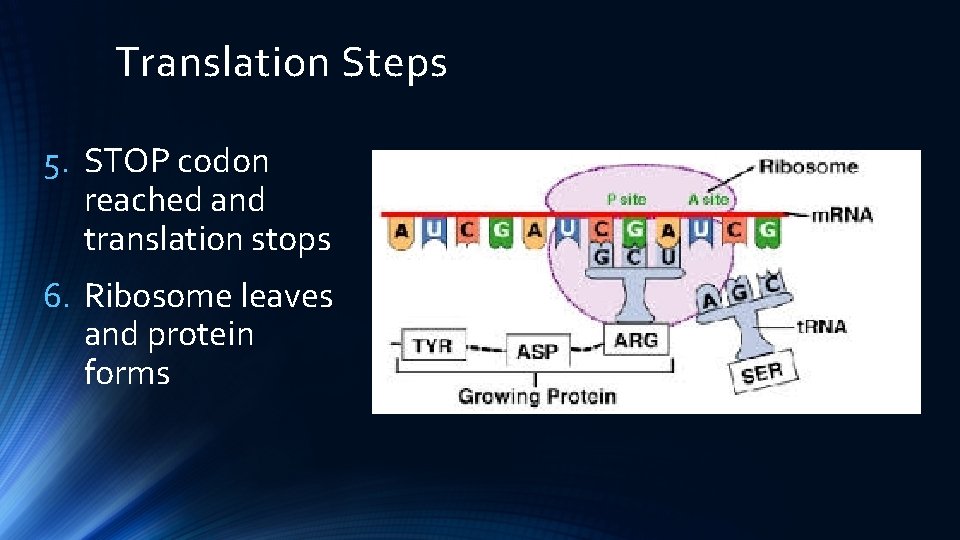 Translation Steps 5. STOP codon reached and translation stops 6. Ribosome leaves and protein