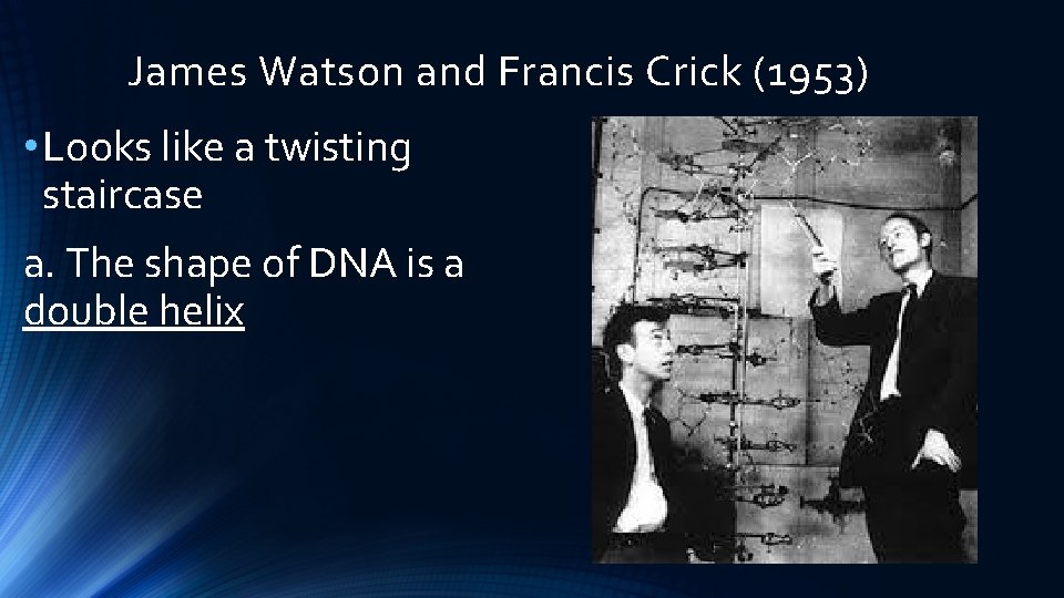 James Watson and Francis Crick (1953) • Looks like a twisting staircase a. The