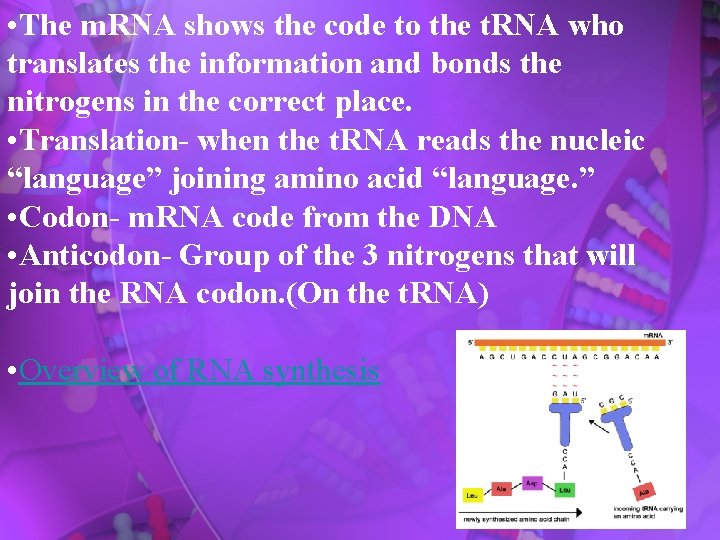  • The m. RNA shows the code to the t. RNA who translates