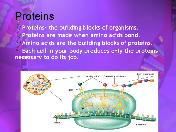 Proteins- the building blocks of organisms. Proteins are made when amino acids bond. Amino