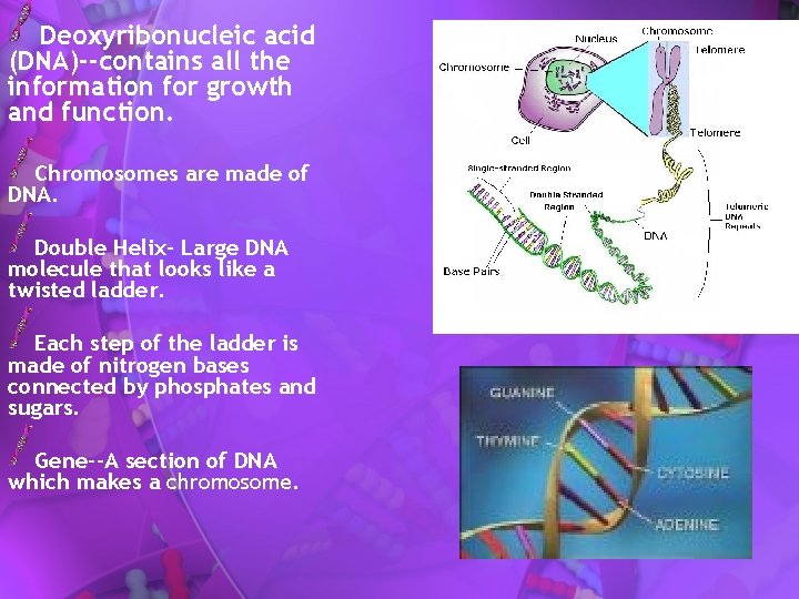 Deoxyribonucleic acid (DNA)--contains all the information for growth and function. Chromosomes are made of