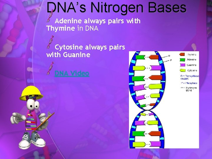 DNA’s Nitrogen Bases Adenine always pairs with Thymine in DNA Cytosine always pairs with