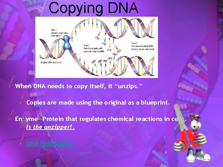 Copying DNA When DNA needs to copy itself, it “unzips. ” Copies are made