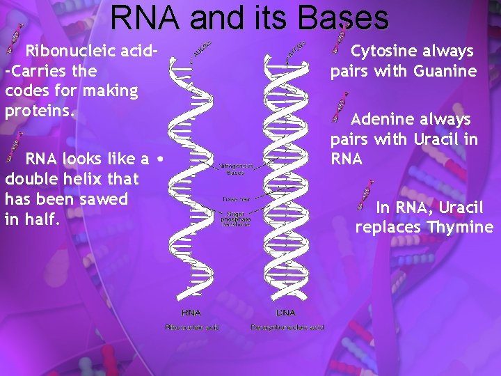 RNA and its Bases Ribonucleic acid-Carries the codes for making proteins. RNA looks like