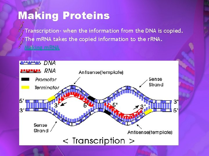 Making Proteins Transcription- when the information from the DNA is copied. The m. RNA