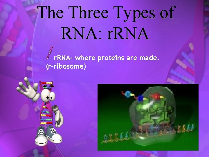 The Three Types of RNA: r. RNA- where proteins are made. (r-ribosome) 