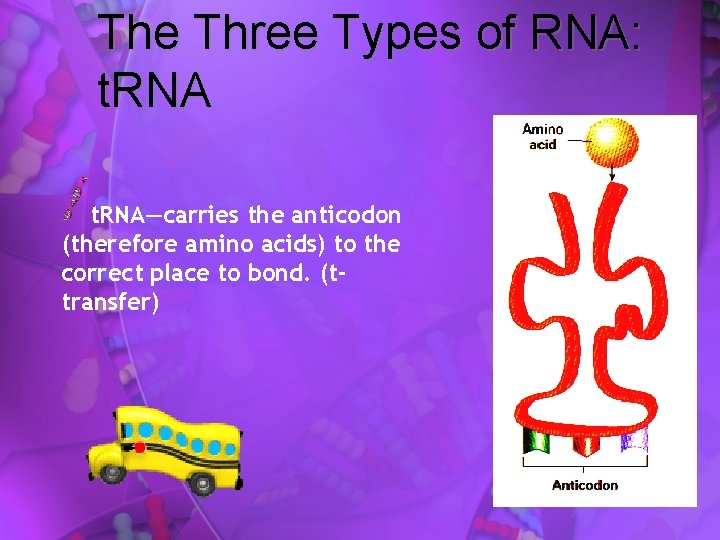 The Three Types of RNA: t. RNA—carries the anticodon (therefore amino acids) to the