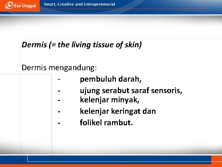 Dermis (= the living tissue of skin) Dermis mengandung: pembuluh darah, ujung serabut saraf