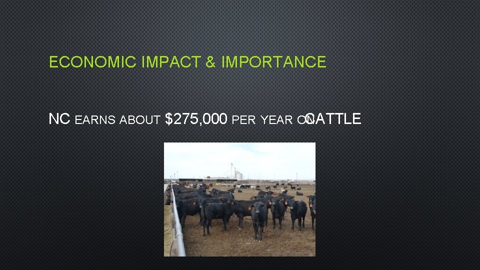 ECONOMIC IMPACT & IMPORTANCE NC EARNS ABOUT $275, 000 PER YEAR ON CATTLE 