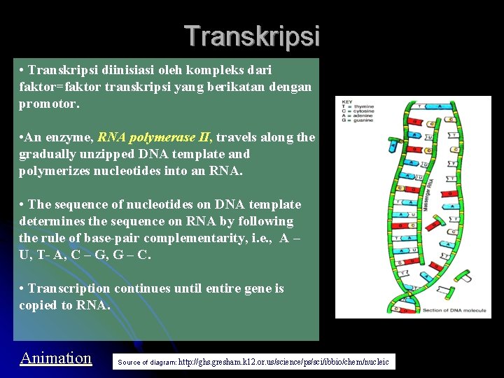 Transkripsi • Transkripsi diinisiasi oleh kompleks dari faktor=faktor transkripsi yang berikatan dengan promotor. •