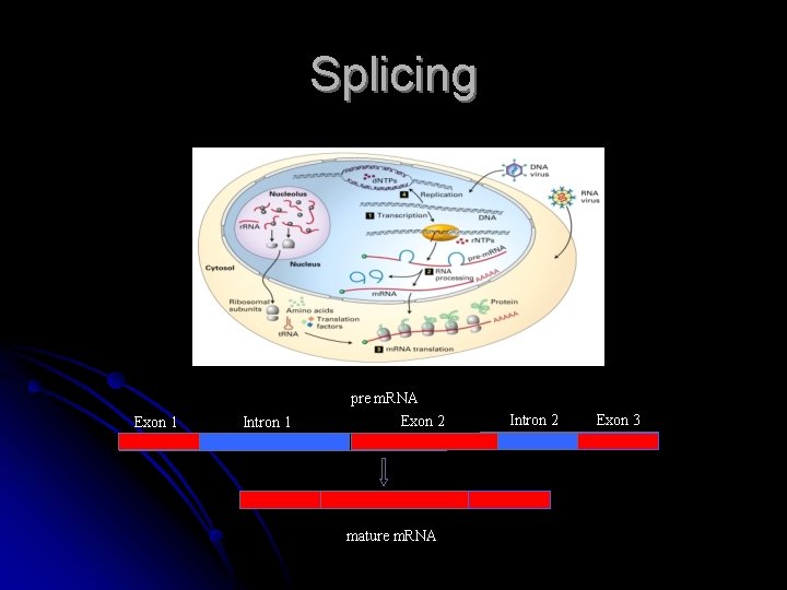 Splicing pre m. RNA Exon 1 Intron 1 Exon 2 mature m. RNA Intron