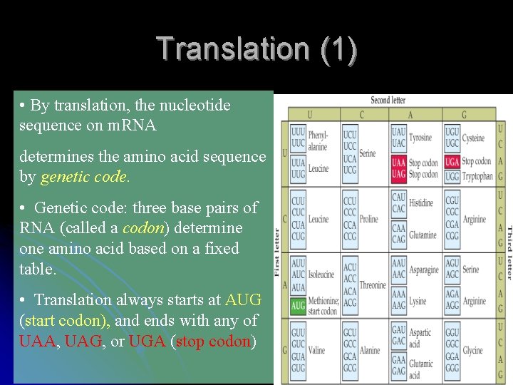 Translation (1) • By translation, the nucleotide sequence on m. RNA determines the amino