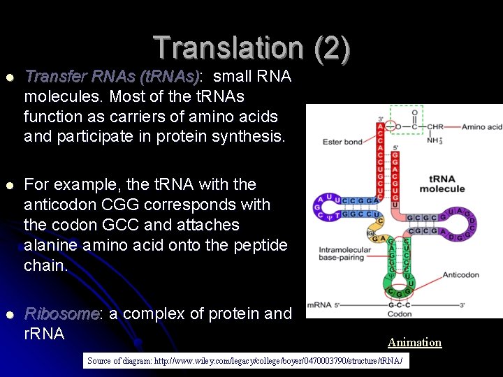 Translation (2) l Transfer RNAs (t. RNAs): small RNA molecules. Most of the t.