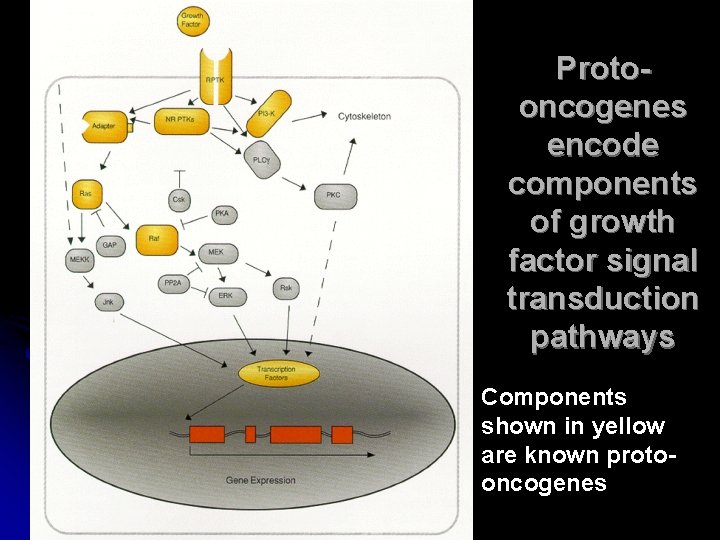 Protooncogenes encode components of growth factor signal transduction pathways Components shown in yellow are