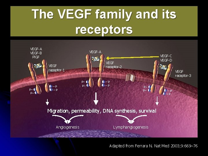 The VEGF family and its receptors VEGF-A VEGF-B Pl. GF VEGF-A VEGF receptor-2 VEGF