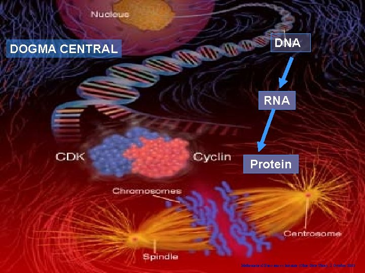 DOGMA CENTRAL DNA RNA Protein Mathematical Biosciences Institute (Ohio State Univ), 2 October 2003