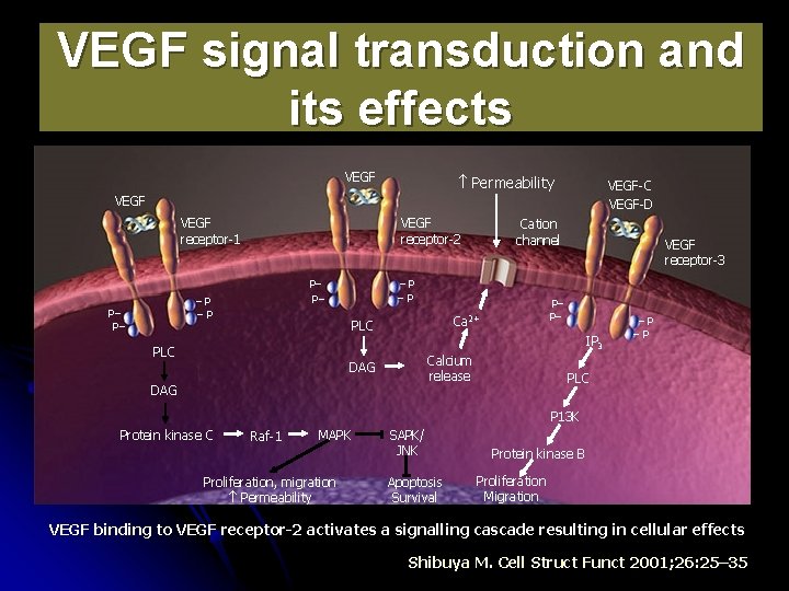 VEGF signal transduction and its effects VEGF Permeability VEGF-C VEGF-D VEGF receptor-1 VEGF receptor-2