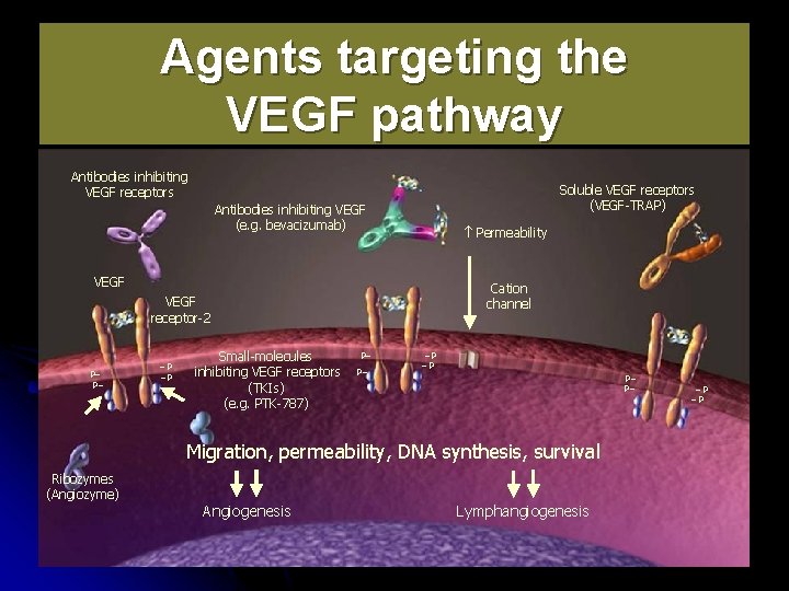 Agents targeting the VEGF pathway Antibodies inhibiting VEGF receptors Soluble VEGF receptors (VEGF-TRAP) Antibodies