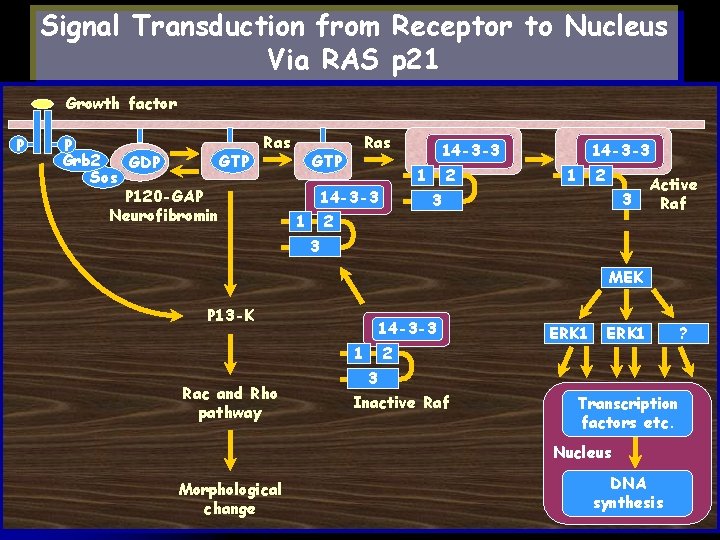 Signal Transduction from Receptor to Nucleus Via RAS p 21 Growth factor P Ras