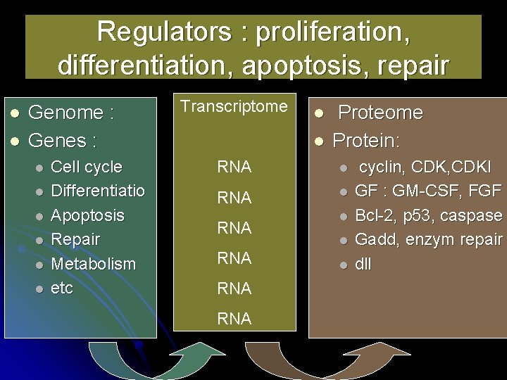 Regulators : proliferation, differentiation, apoptosis, repair l l Genome : Genes : l l