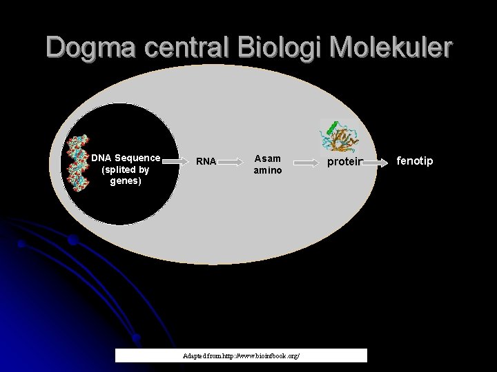 Dogma central Biologi Molekuler DNA Sequence (splited by genes) RNA Asam amino Adapted from