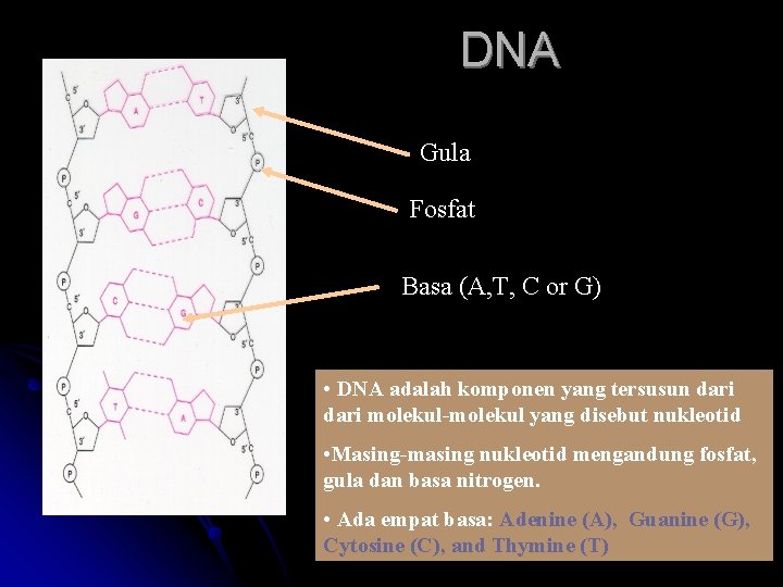 DNA Gula Fosfat Basa (A, T, C or G) • DNA adalah komponen yang