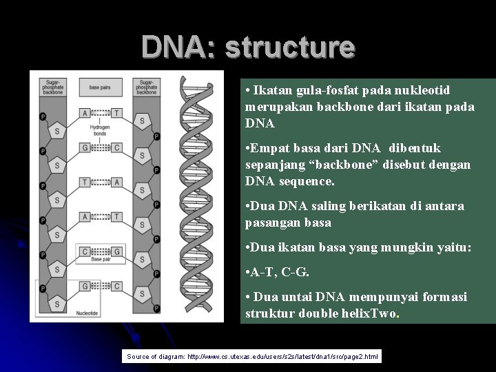 DNA: structure • Ikatan gula-fosfat pada nukleotid merupakan backbone dari ikatan pada DNA •